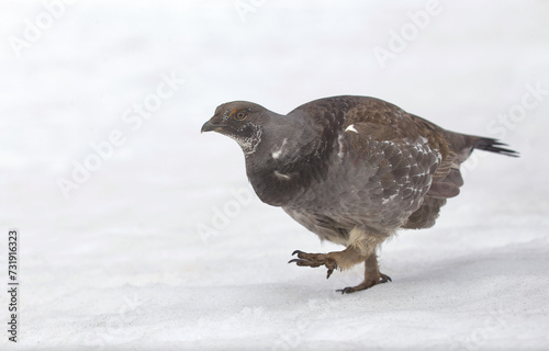 Dusky Grouse, formerly called Blue Grouse, running atop the snow in the North Cascades Mountain Range photo