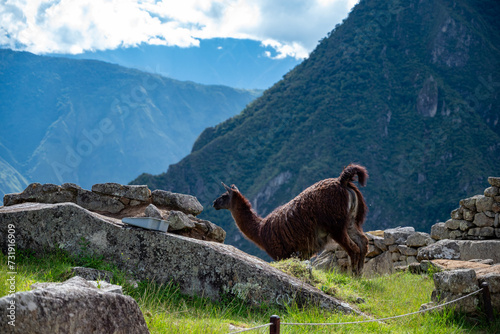 Machu Picchu, Peru  photo