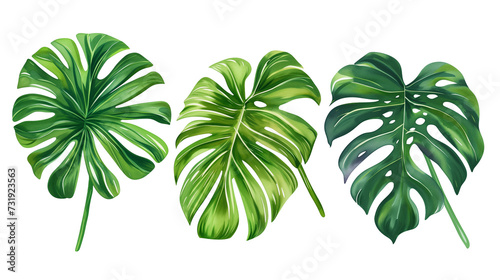 leaf plant nature illusrtation photo