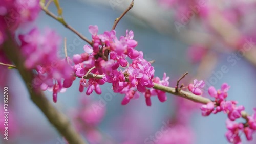 Blooming Pink Flowers. Cercis Is A Tree Or Shrub, A Species Of The Genus Cercis Of The Legume Family Or Fabaceae. Close up. photo