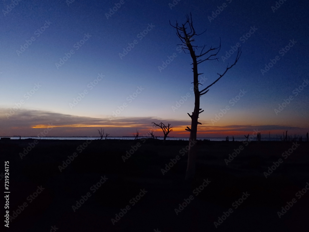 silhouettes of lonely trunk in a sunset