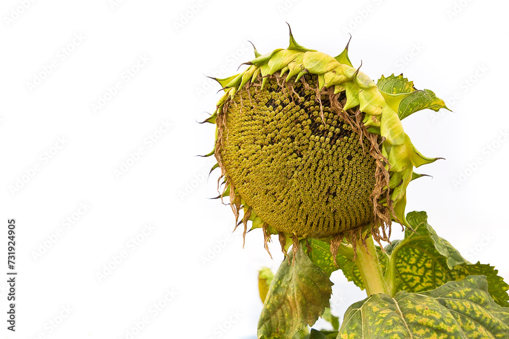 Ripe sunflower in a field ready to be harvest on white background - image with copy space