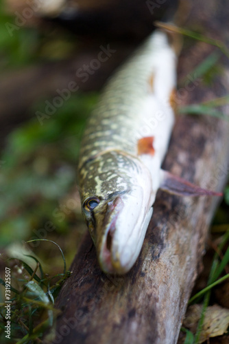 Close-up of Pike Fish on Wooden Log by Serene Lake Shore with Green Grass in Background photo