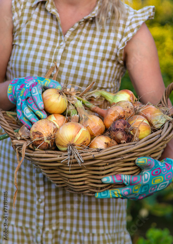 Farmer harvesting onions in the garden. Selective focus.