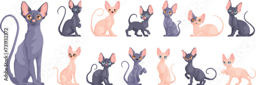 A large set of Sphynx kittens in different dynamic poses. Cute Sphynx cat sits, stands and lies. Cartoon vector style.