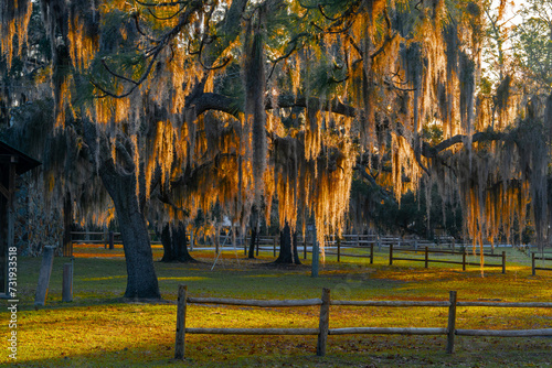 Spanish moss hanging from branches of a live oak tree glowing in the warm sunrise light, Tills Hill Recreation Area, Florida photo