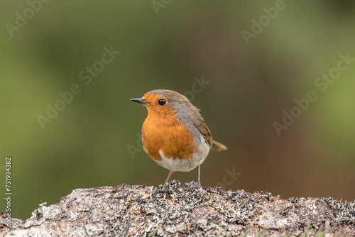 Robin on the branch a tree trunk, close up, in a forest, in Scotland © Digital Nature 