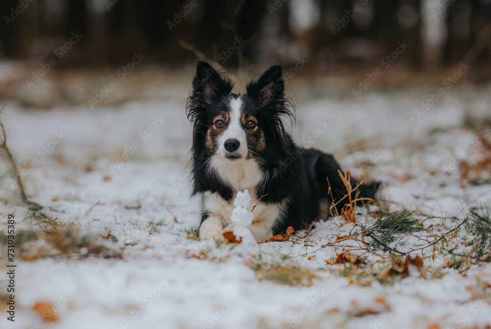 Czarno-biały pies border collie leży na śniegu obok małego bałwana