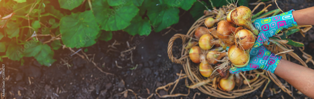 Farmer harvesting onions in the garden. Selective focus. Farmer harvesting onions in the garden. Selective focus.