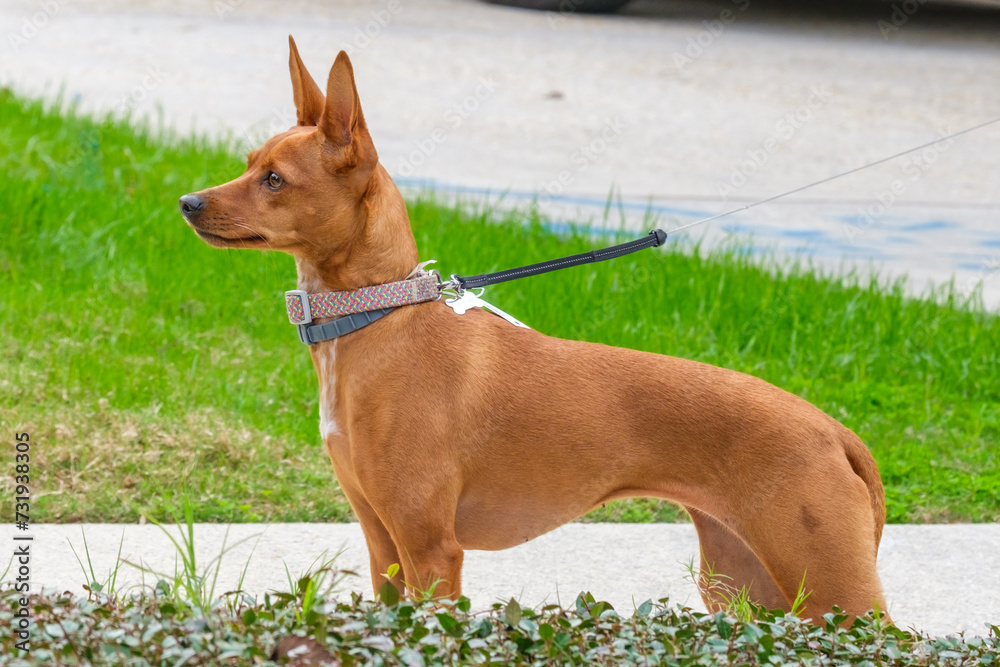Side View of an Alert Miniature Pinscher at the End of Her Leash. Side View of an Alert Miniature Pinscher at the End of Her Leash.