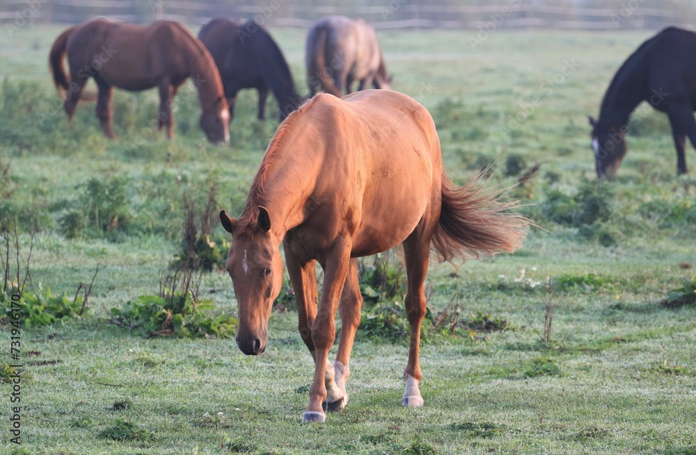 Fototapeta premium Morning, fog. Horses graze on the field.