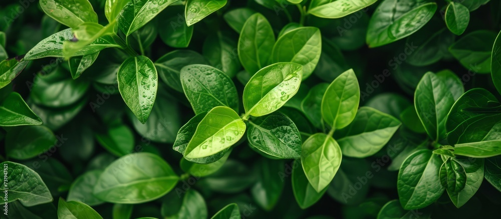 A close-up of green leaves on a flowering terrestrial plant, possibly a groundcover or grass, providing botanical beauty in nature. A close-up of green leaves on a flowering terrestrial plant, possibly a groundcover or grass, providing botanical beauty in nature.