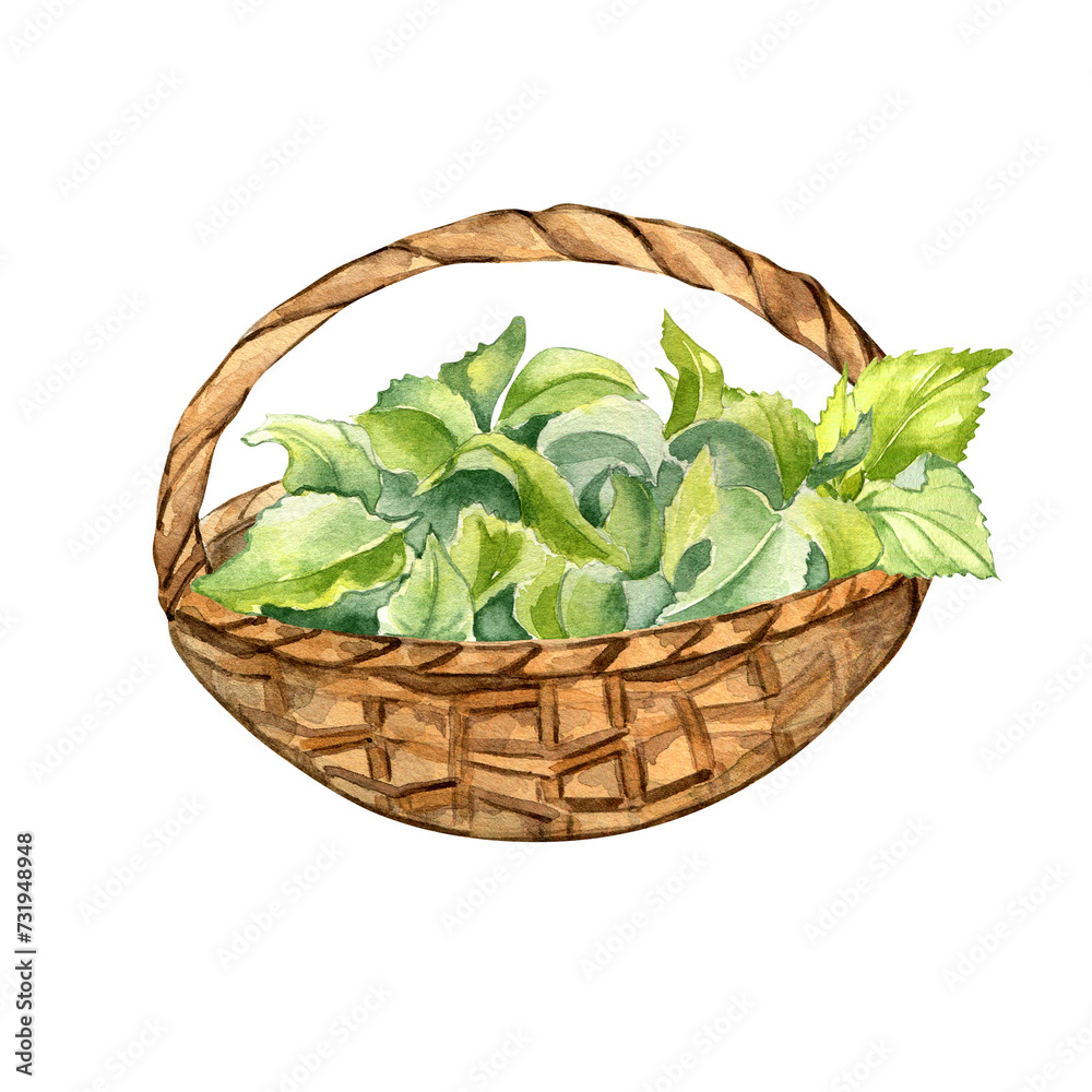 Full straw basket of nettle leaves watercolor illustration isolated on white. Rustic basket with herbal plants hand drawn. Design element for card, label, package, nettle product, apothecary Full straw basket of nettle leaves watercolor illustration isolated on white. Rustic basket with herbal plants hand drawn. Design element for card, label, package, nettle product, apothecary