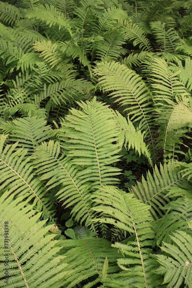 Bright summer green ferns growing in the meadow. Bright summer green ferns growing in the meadow.