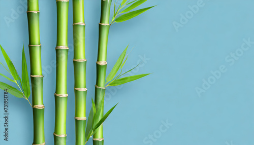 Green bamboo stems on blue background with copy space