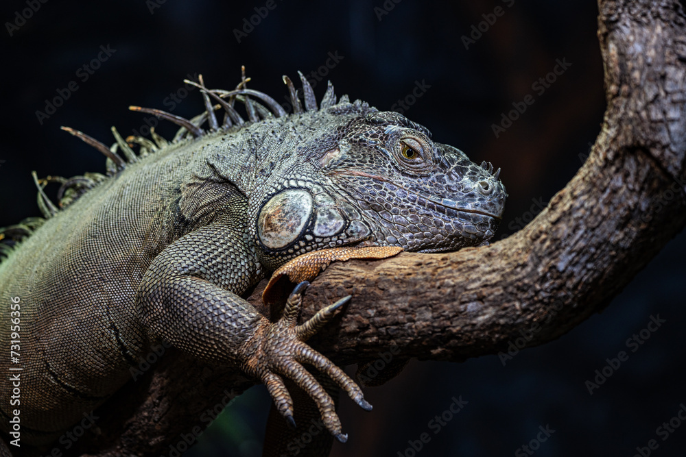 Fototapeta premium Lizzard res in a zoo