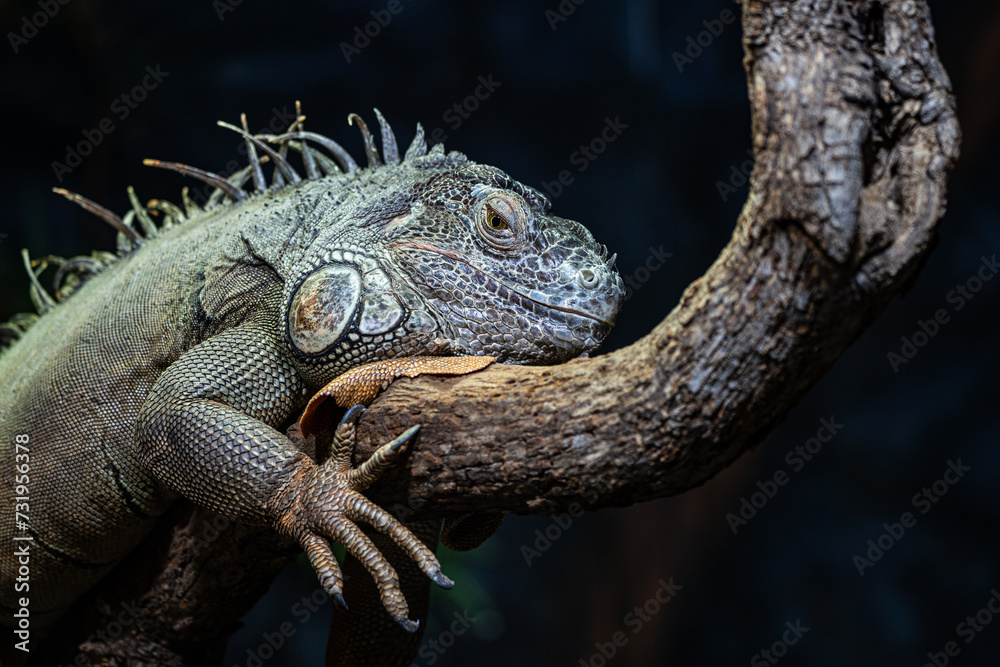 Lizzard res in a zoo Lizzard res in a zoo