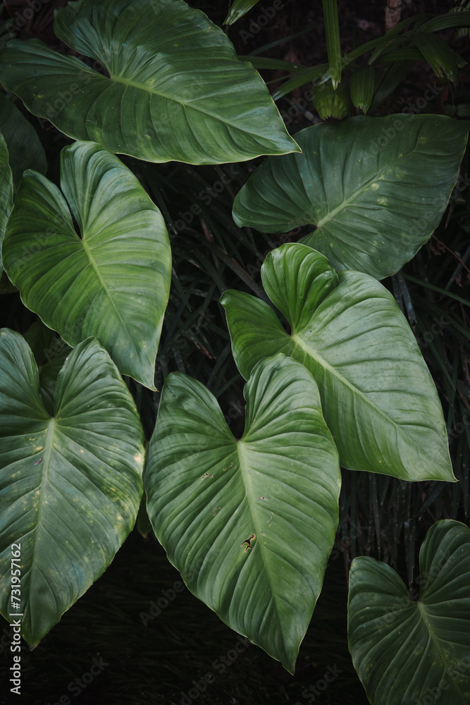 Majestic Philodendron tropical leaf picture Majestic Philodendron tropical leaf picture