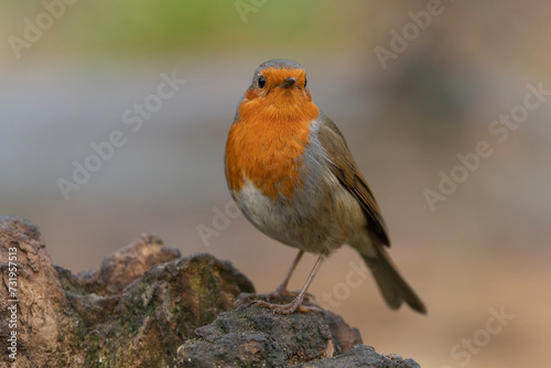 Robin on a tree trunk, close up, in a forest, in Scotland