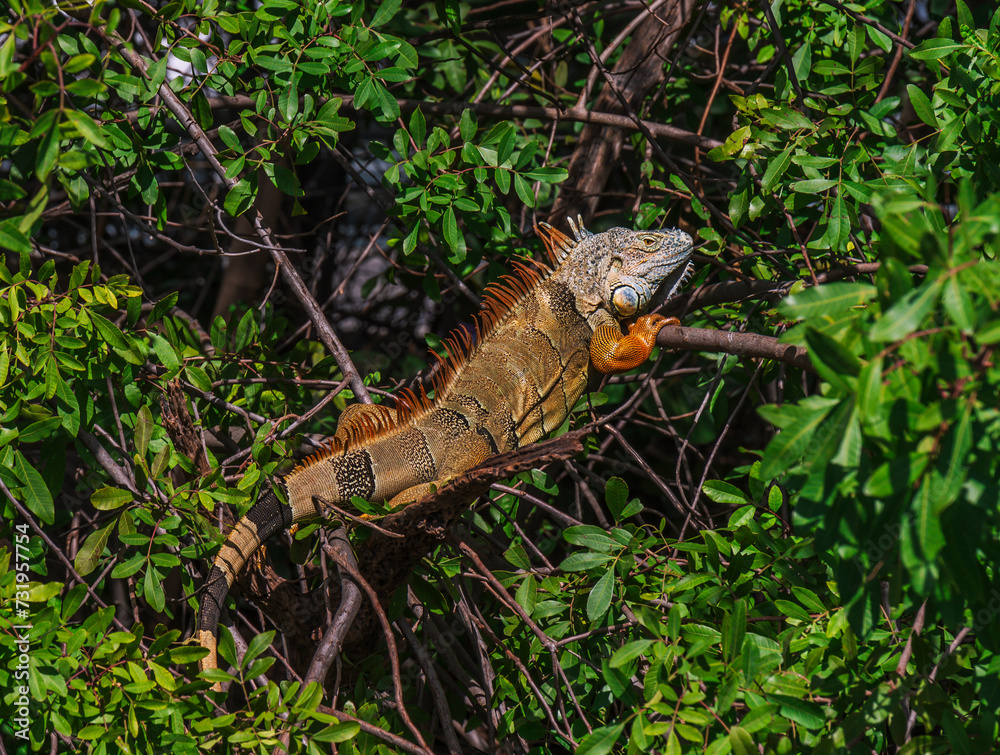 Fototapeta premium Iguana en su naturaleza