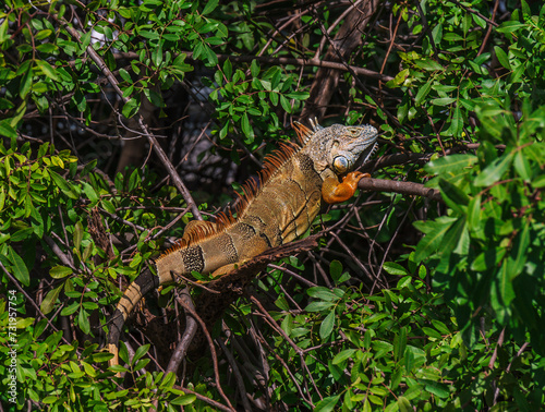 Iguana en su naturaleza