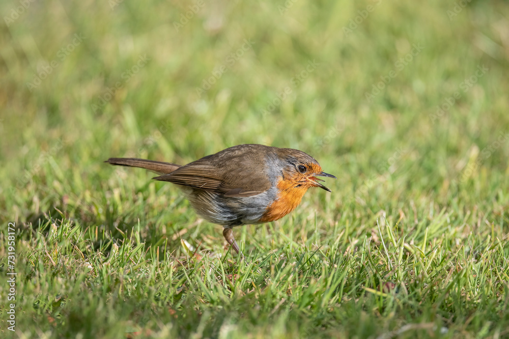 Robin on the grass, tweeting, close up, in Scotland Robin on the grass, tweeting, close up, in Scotland