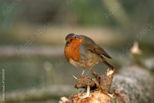 Front view of a robin perched on a large branch close up with a blurred background in woodland in the winter in Scotland uk