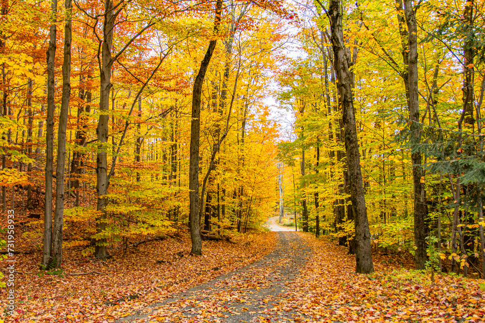 Autumn Lane-New England