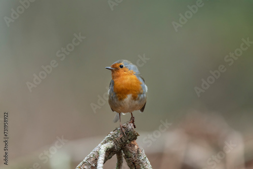 Robin on a branch in a forest, close up in Scotland