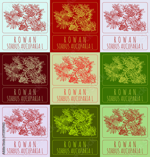Set of vector drawings of ROWAN in different colors. Hand drawn illustration. Latin name SORBUS AUCUPARIA L.