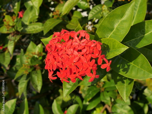Ixora coccinea vivid flowers or jungle geranium plant in bloom