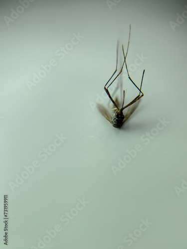 a mosquito died with a white background  photo