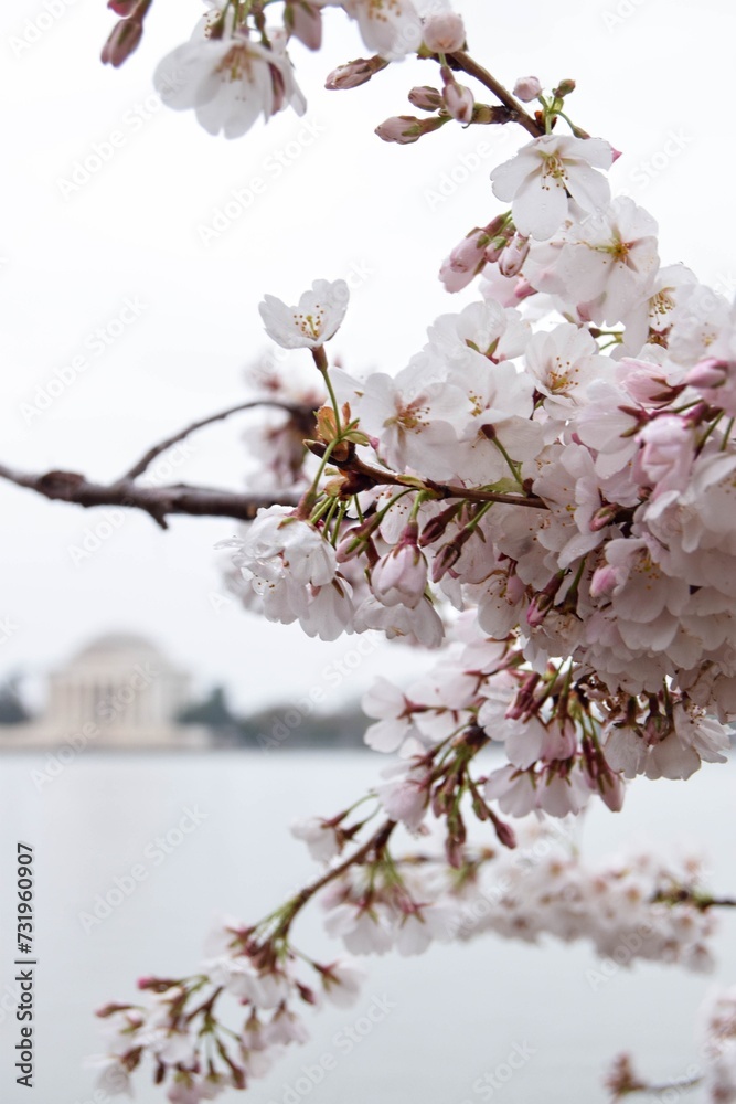Fototapeta premium Cherry Blossoms blooming in Washington DC