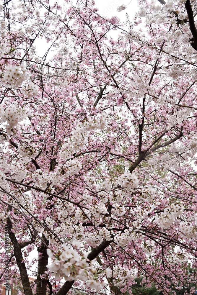 Cherry Blossoms blooming in Washington DC Cherry Blossoms blooming in Washington DC