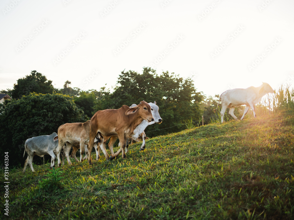 Asian cows looking at camera sunset background. Thai cows on the grassland in the countryside of Thailand. Asian cows looking at camera sunset background. Thai cows on the grassland in the countryside of Thailand.