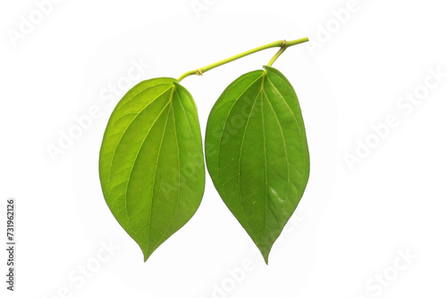 piper betle, also known as betel or sireh, is a climbing vine with heart-shaped leaves. it is a perennial, dioecious climber that belongs to the dicot family piperaceae photo