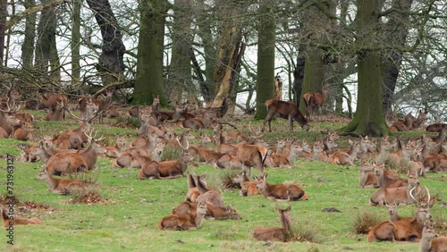 Herd of Red deer female and male stag deers near a woods