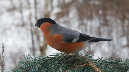  A male bullfinch on a blue spruce branch.