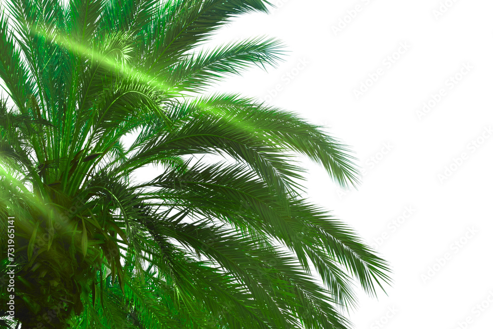Realistic palm tree on white background