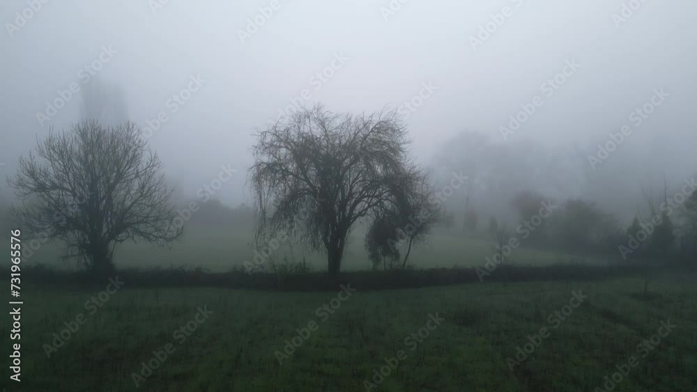 Naked tree in a foggy winter morning Naked tree in a foggy winter morning