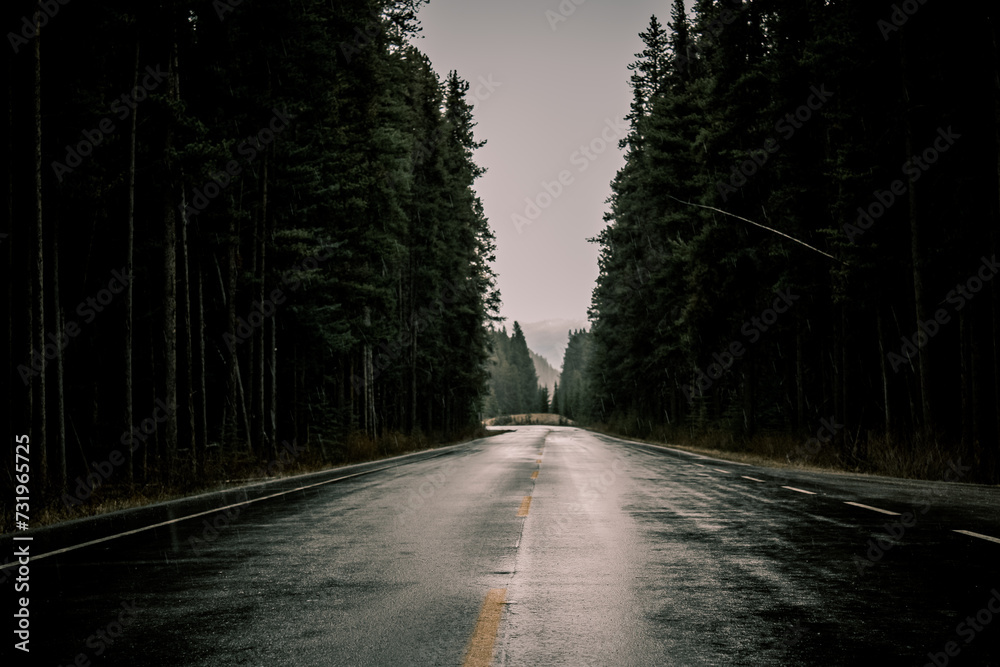 Obraz premium road in the woods