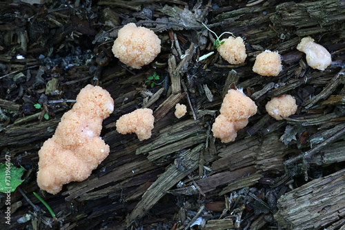 Raspberry slime mold, Tubifera ferruginosa  photo