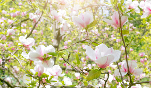 Magnolia flowers with elegant petals blooming in spring fabulous green garden, mysterious fairy tale springtime floral sunny background with magnoliaceae bloom, beautiful nature park landscape.