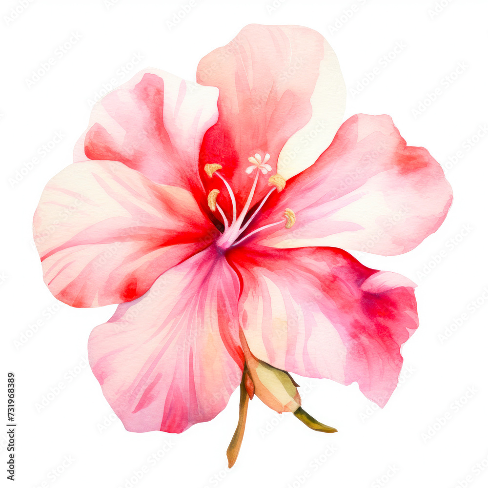 Spring flower isolated on white background, in pastel colours, watercolour illustration
