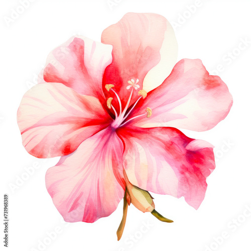 Spring flower isolated on white background  in pastel colours  watercolour illustration