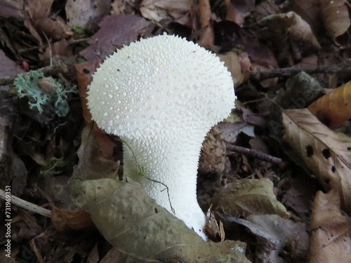 Pestle Puffball mushroom (Lycoperdon excipuliforme) photo