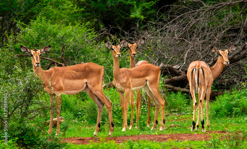 An audience of four. An alert harem of impala ewes  Aepyceros melampus   Pilanesberg Game Reserve. 