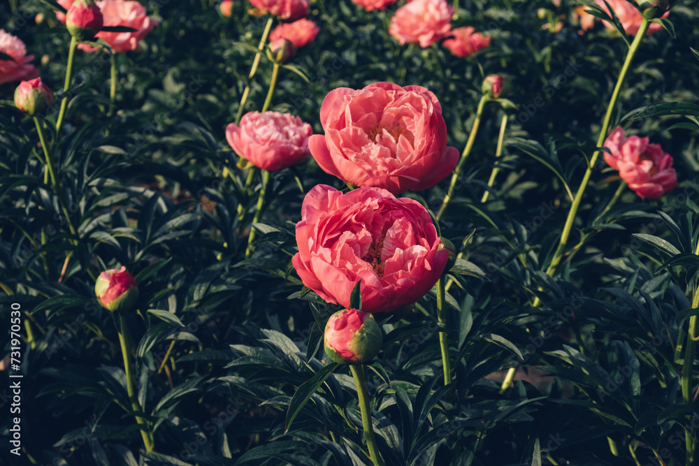 Obraz premium Beautiful Coral Charm peony flowers bloomng in the garden. Natural summer flowery background.