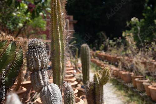 Spherical cactus in the park