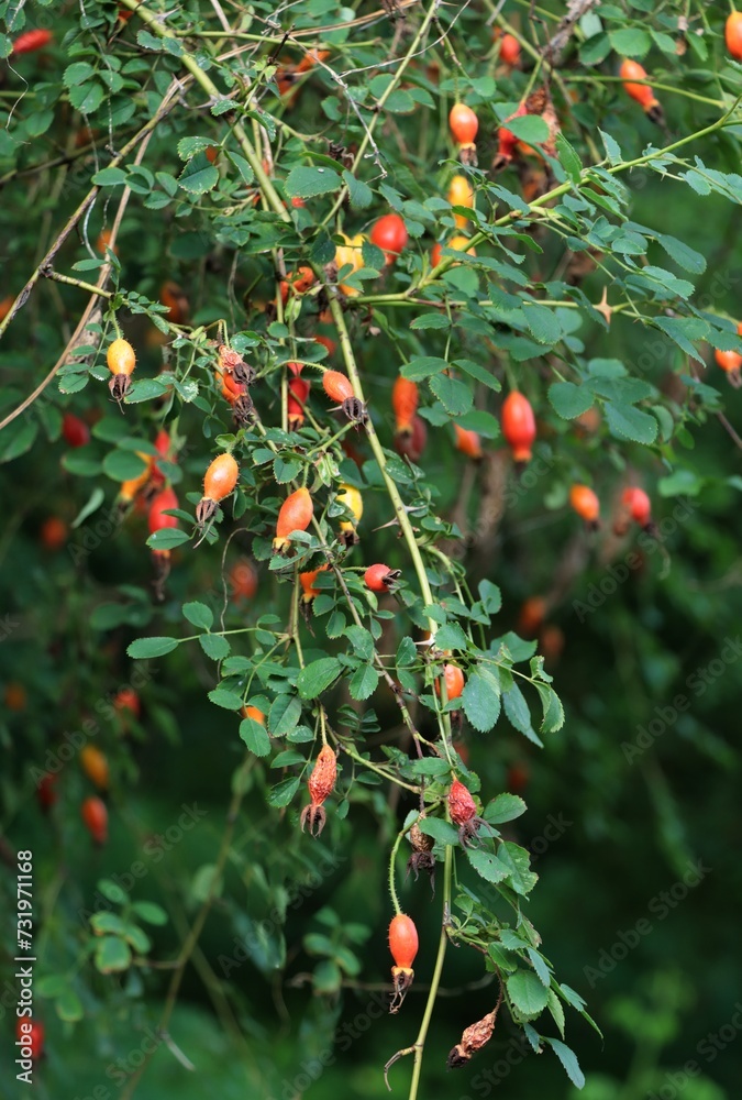 small red fruits of Rosa Moyessii bush in park 